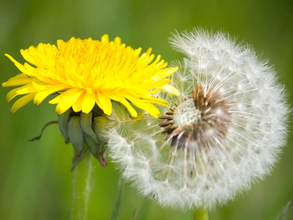  être ou avoir été… that is the question